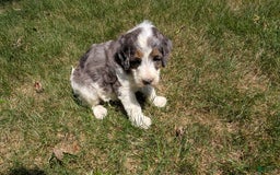 Mini Bernedoodle dogs for sale: Sammy - Image 12