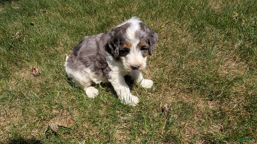 Mini Bernedoodle dogs for sale: Sammy - Image 12