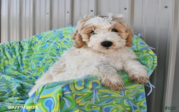 Mini Goldendoodle dogs for sale: Dallas - Image 8