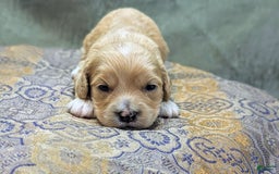 Cockapoo dogs for sale: Gobber - Image 17
