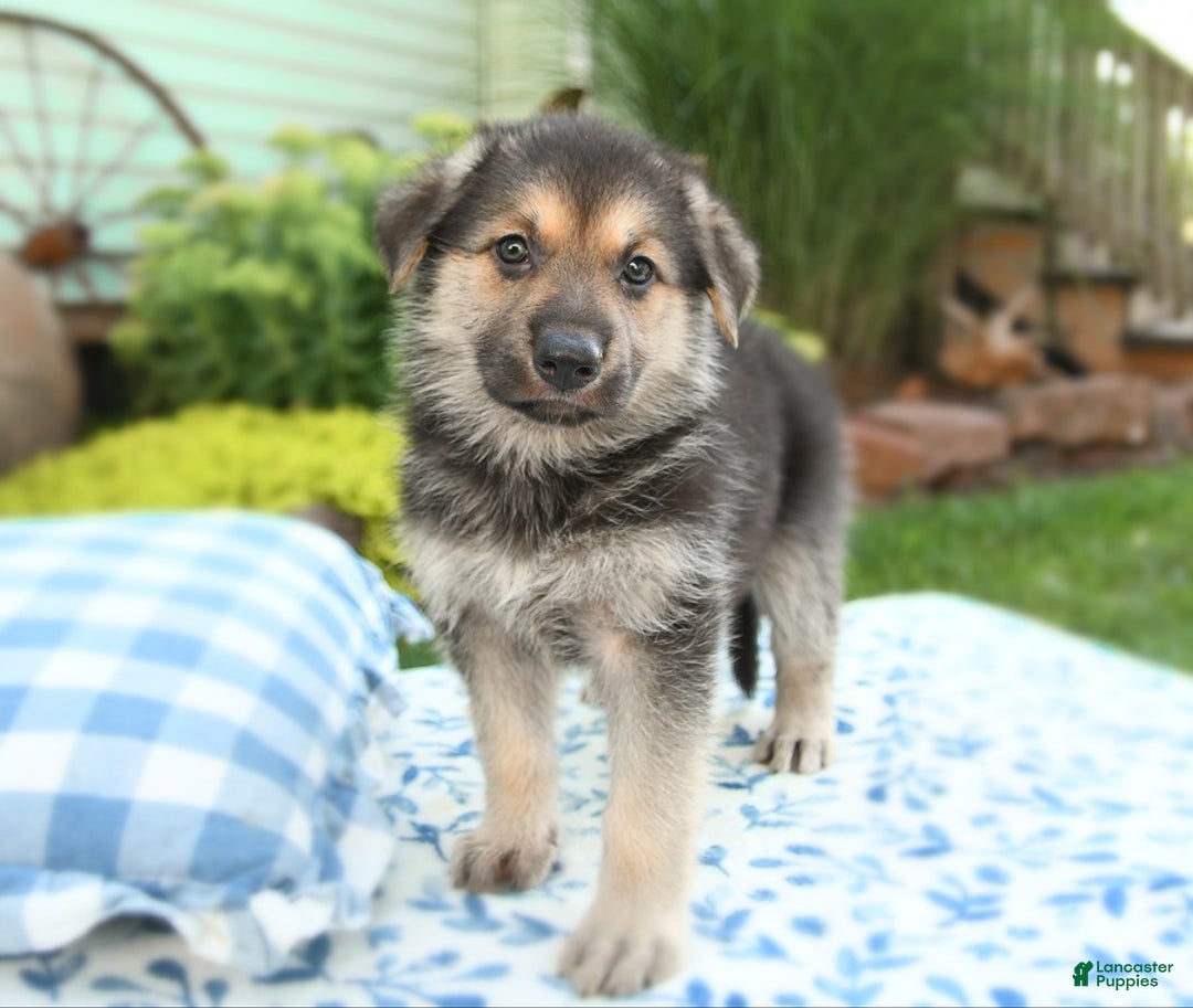 German Shepherd dogs for sale: Ocean - Image 5