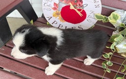 Shiba Inu dogs for sale: Eric - Image 2