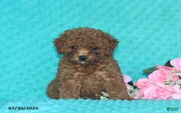 Toy Poodle dogs for sale: Beauty - Image 2