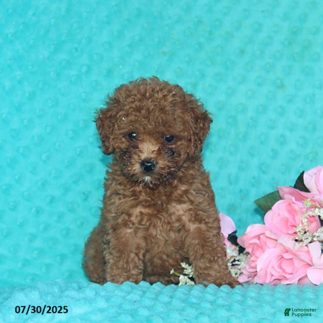 Toy Poodle dogs for sale: Beauty - Image 2