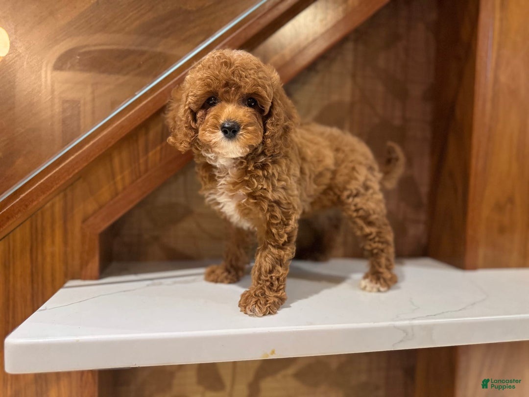 Cavapoo dogs for sale: Bebe - Image 1