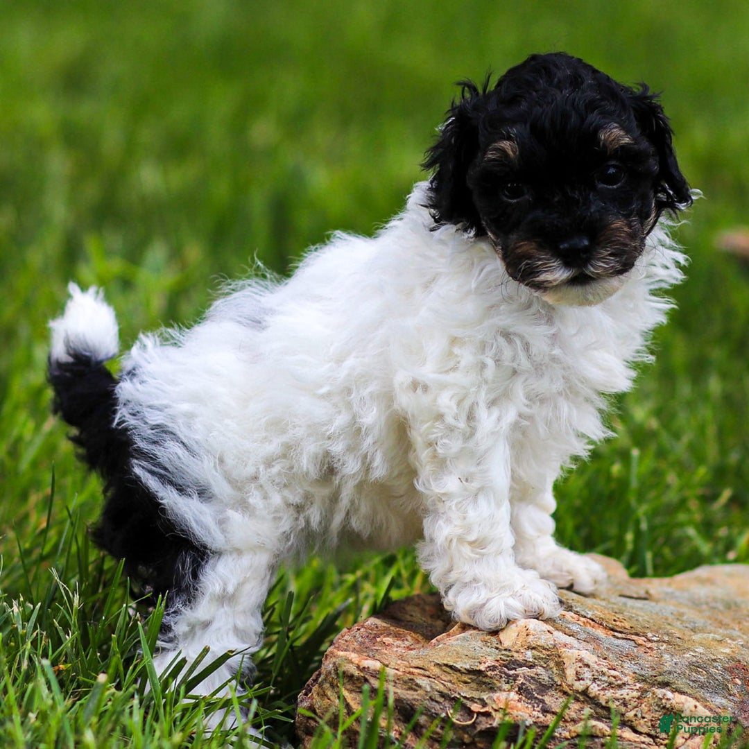 Miniature Poodle dogs for sale: Lexi - Image 3