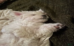 Maltese dogs for sale: Tutie - Image 2