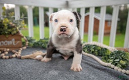 Olde English Bulldogge dogs for sale: Creed - Image 2