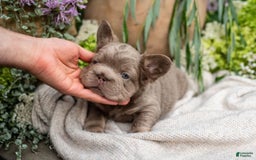 French Bulldog dogs for sale: Pearl - Image 14
