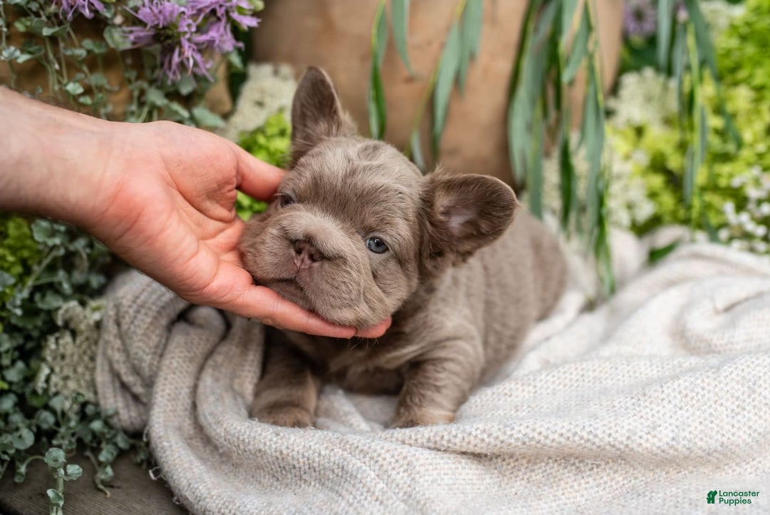 French Bulldog dogs for sale: Pearl - Image 14