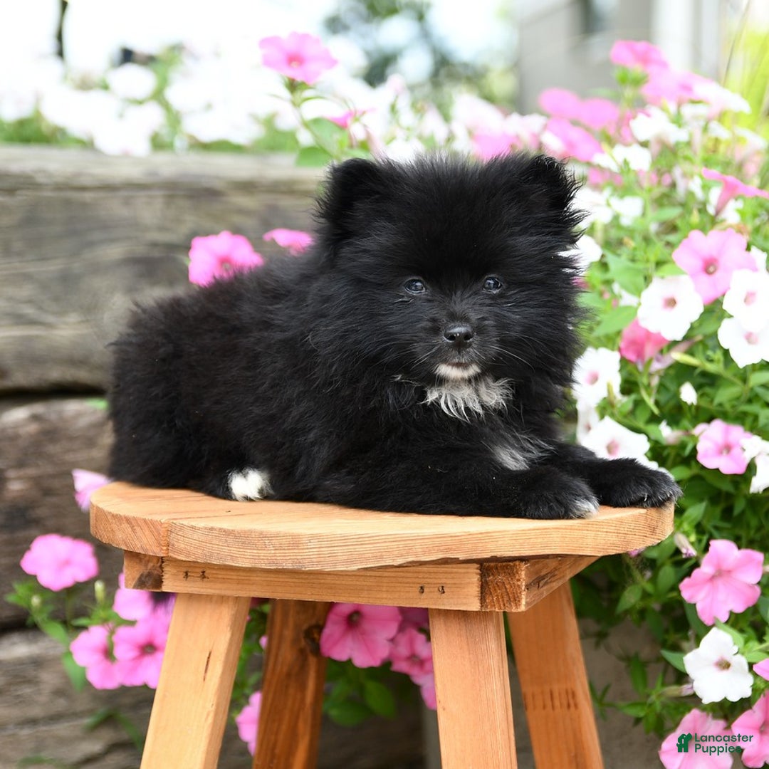 Pomeranian dogs for sale: Bear - Image 1