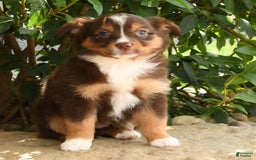 Miniature Australian Shepherd dogs for sale: Ariel - Image 2