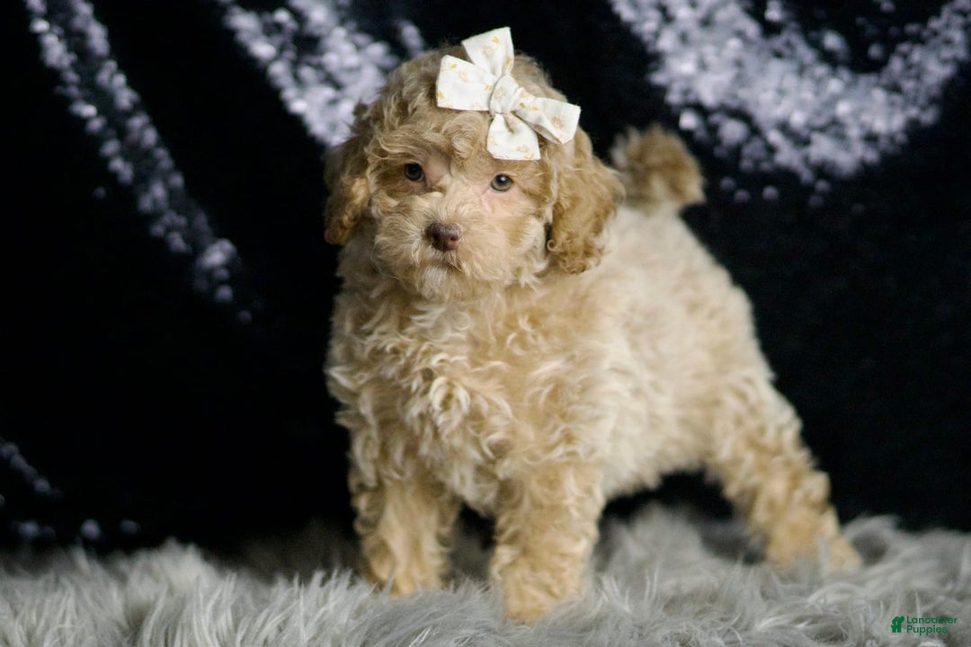 Maltipoo dogs for sale: Beyonce - Image 2