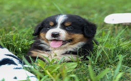 Bernese Mountain Dog dogs for sale: Seth - Image 22