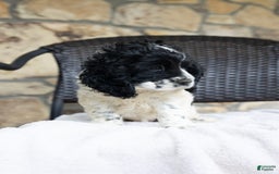Cocker Spaniel dogs for sale: Mitsy - Image 6