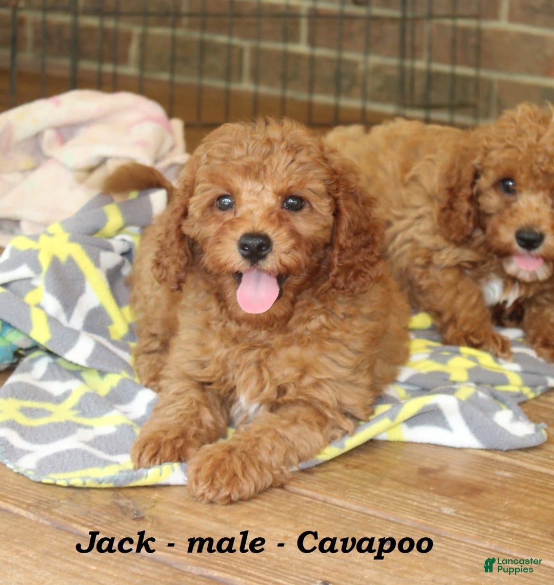 Cavapoo dogs for sale: Jack - Image 2