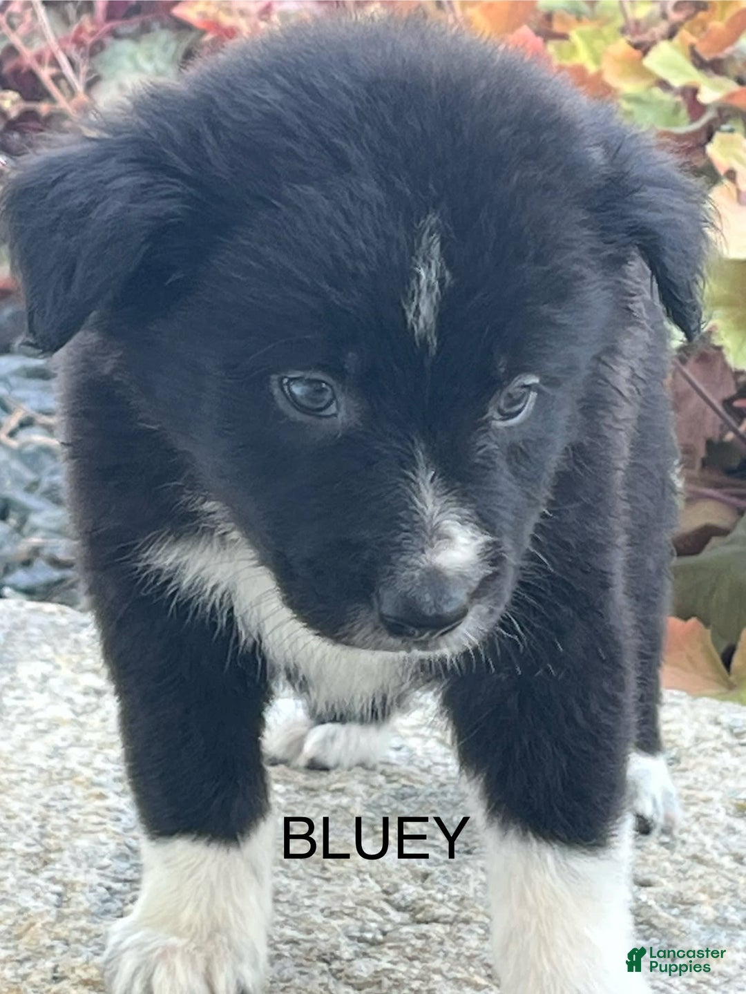 Border Collie dogs for sale: Bluey - Image 3