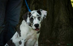 Great Dane dogs for sale: Electra - Image 28