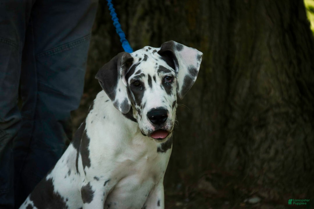 Great Dane dogs for sale: Electra - Image 28