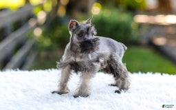 Miniature Schnauzer dogs for sale: Baxter - Image 4
