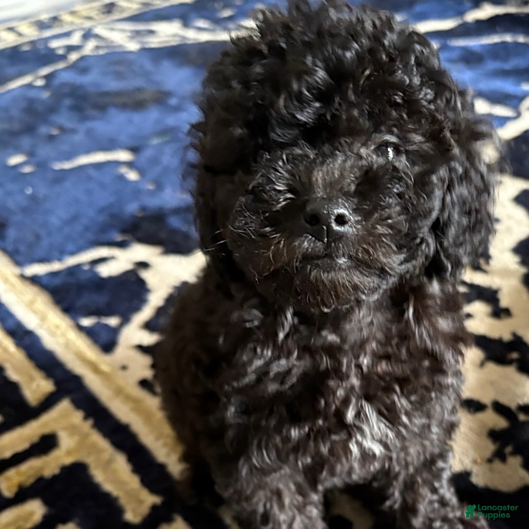 Toy Poodle dogs for sale: Tiny - Image 6