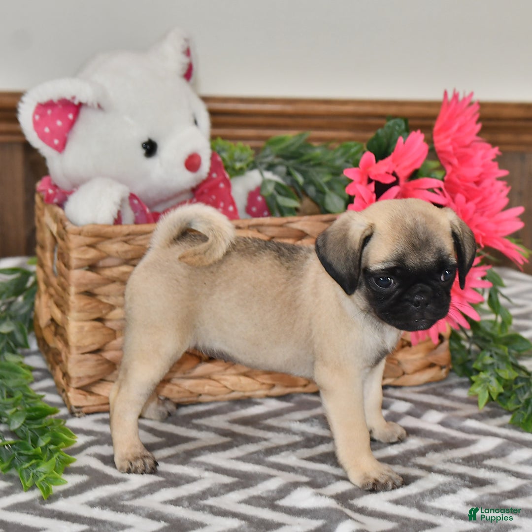 Pug dogs for sale: Lily - Image 2
