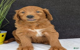 Goldendoodle dogs for sale: Emmie - Image 3
