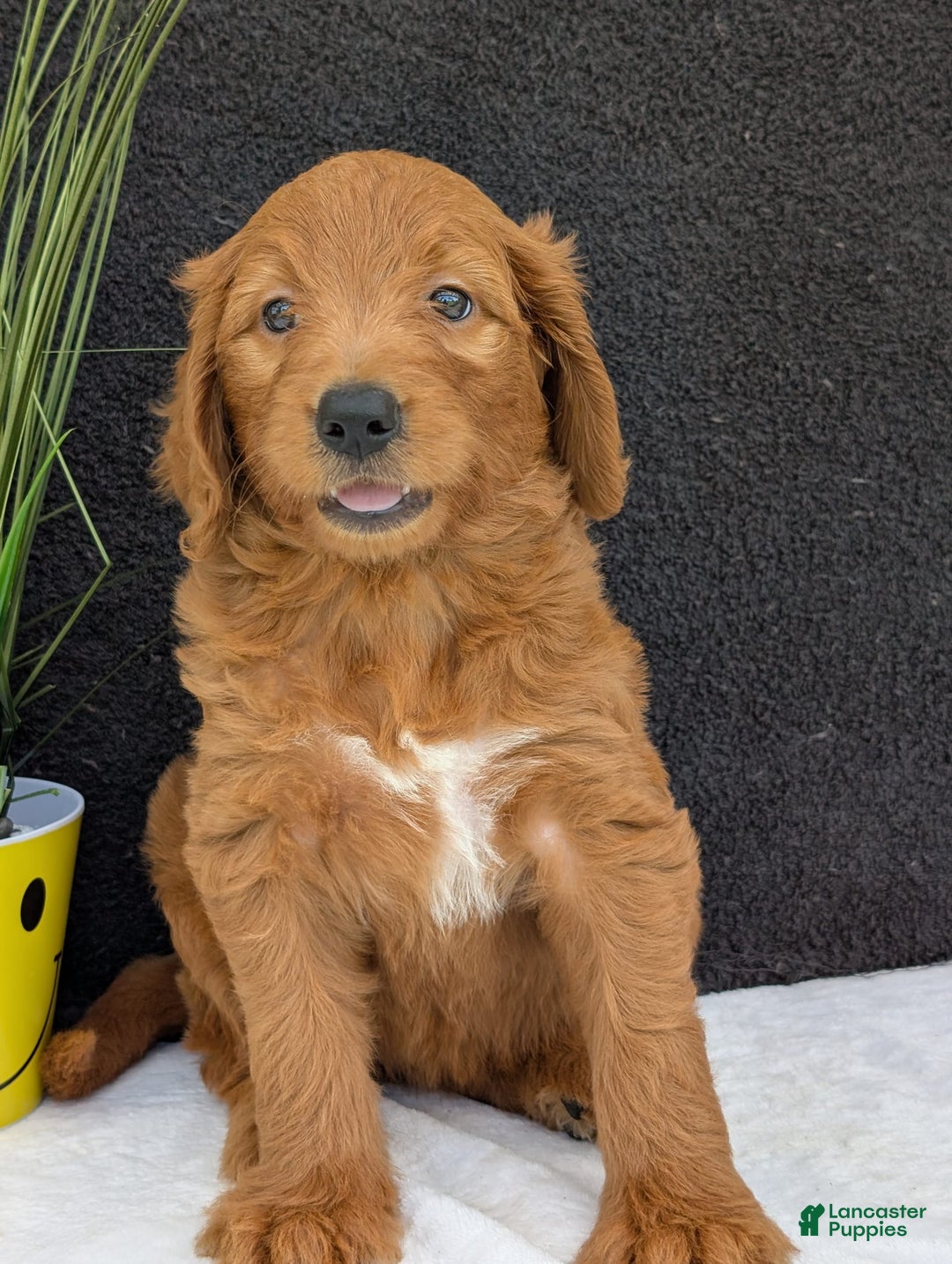 Goldendoodle dogs for sale: Emmie - Image 3