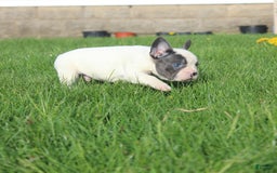 French Bulldog dogs for sale: Stiles - Image 4