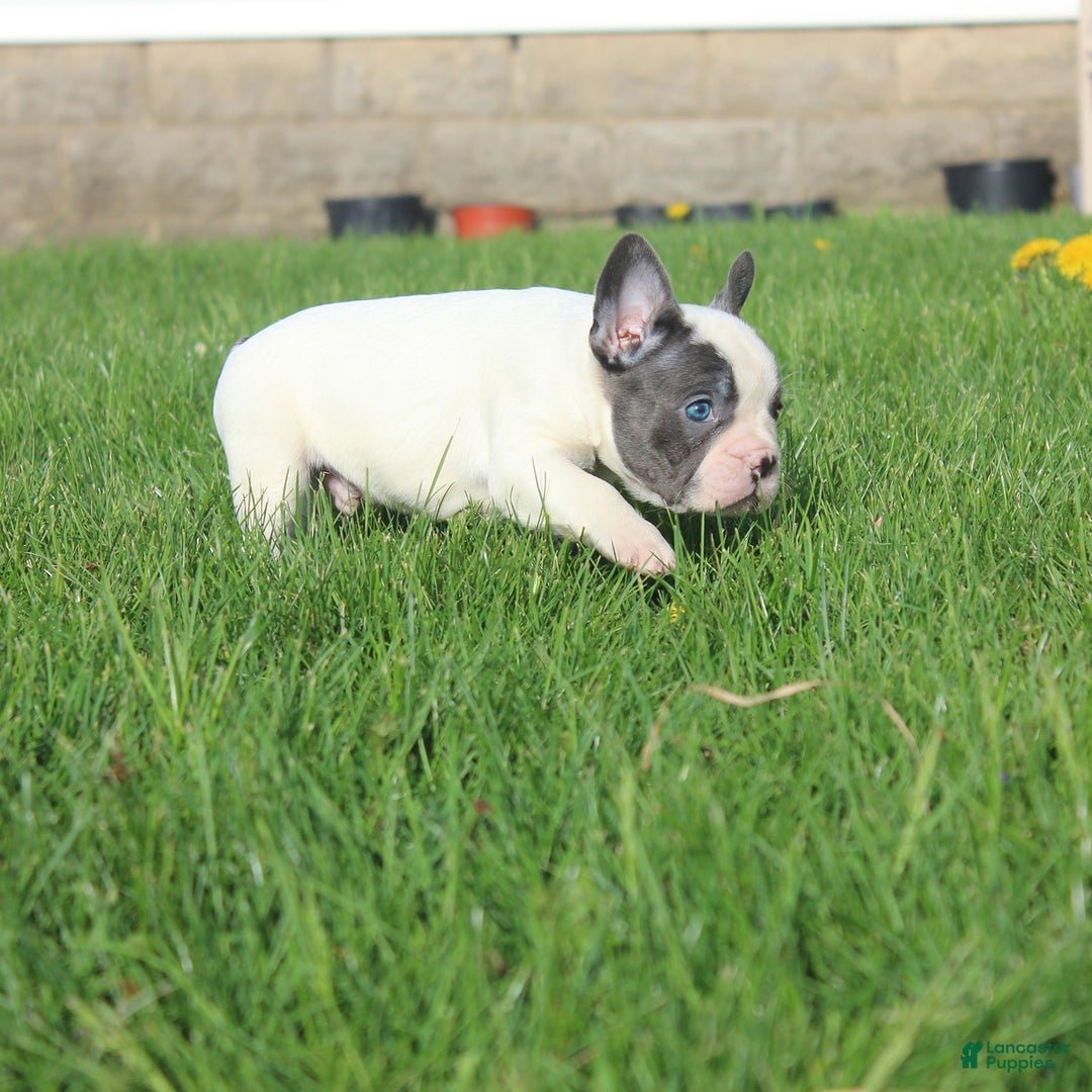 French Bulldog dogs for sale: Stiles - Image 4