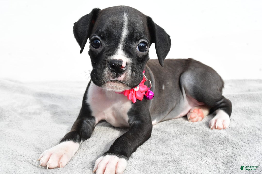 Boxer dogs for sale: Rowan - Image 7