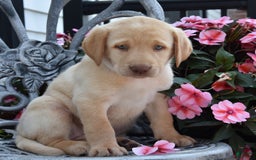Labrador Retriever dogs for sale: Cherry Belle - Image 2