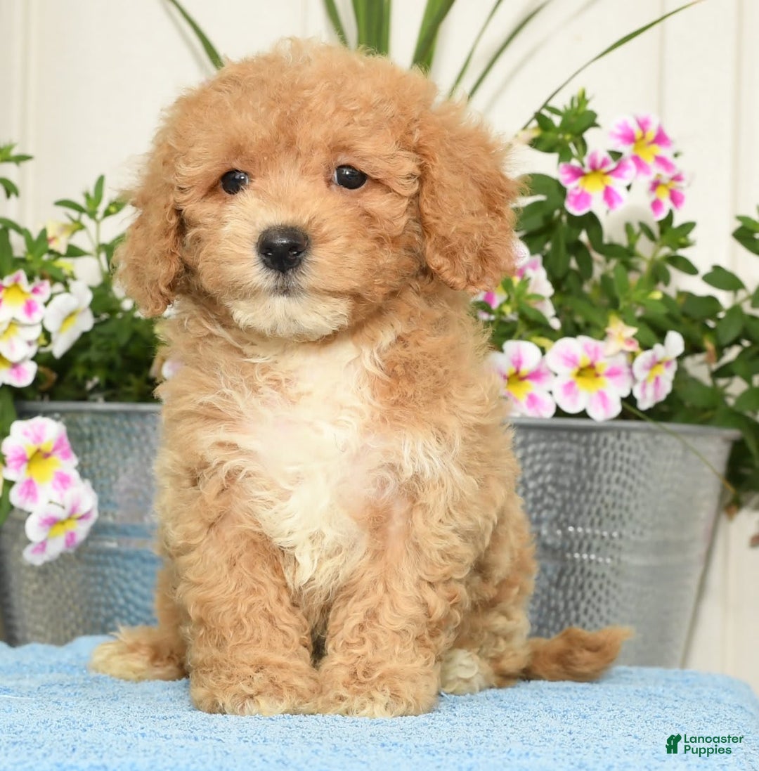 Bichpoo dogs for sale: Shelly - Image 8