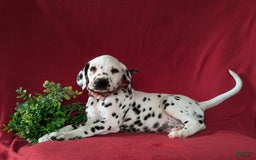 Dalmatian dogs for sale: Leonard - Image 4