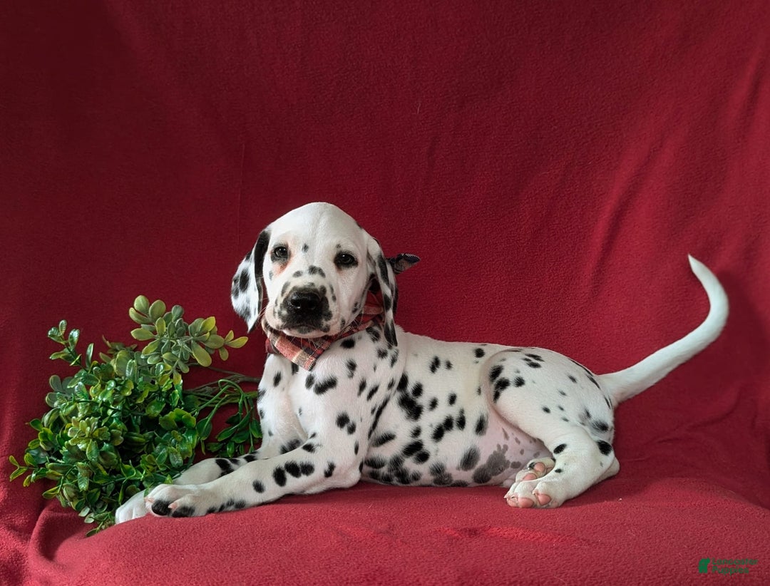 Dalmatian dogs for sale: Leonard - Image 4