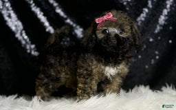 Miniature Poodle dogs for sale: Jamie - Image 6