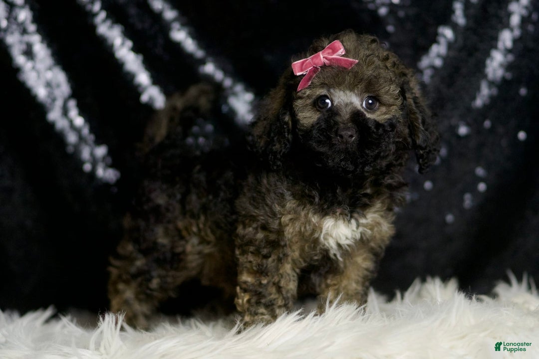 Miniature Poodle dogs for sale: Jamie - Image 6