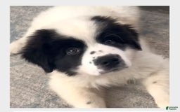 Great Pyrenees dogs for sale: Light Blue Boy - Image 1