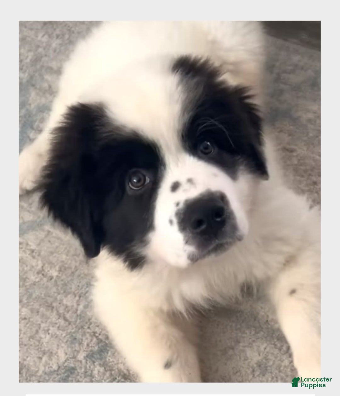 Great Pyrenees dogs for sale: Light Blue Boy - Image 1