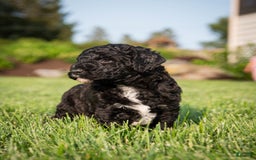 Goldendoodle dogs for sale: Jeneva - Image 1