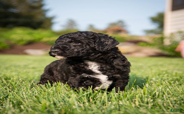 Goldendoodle dogs for sale - Ad 3