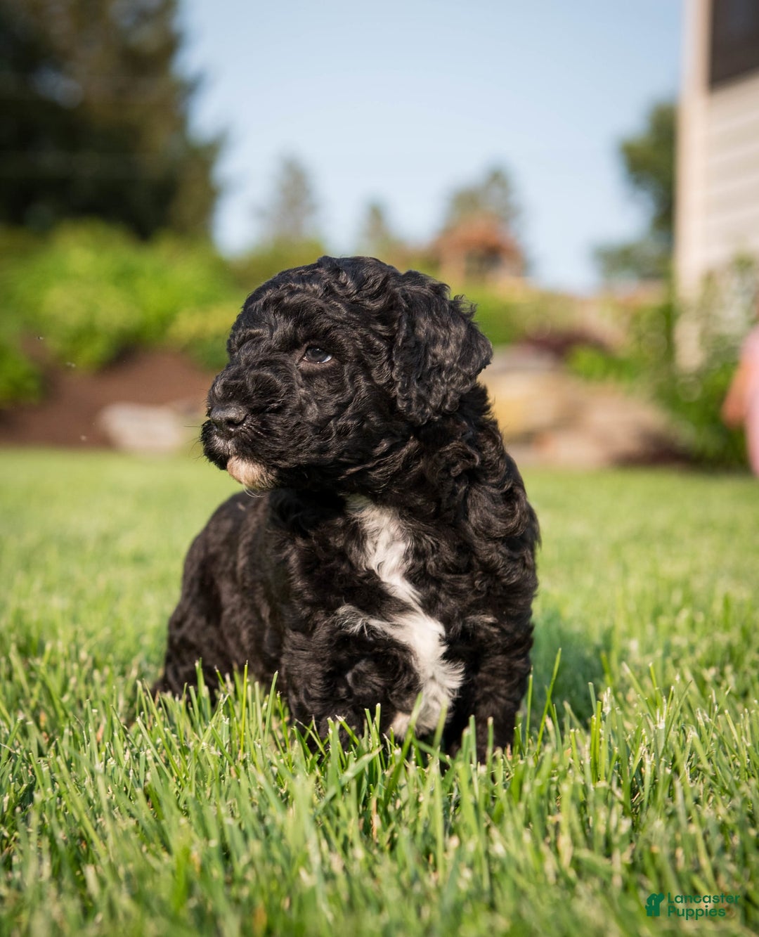 Goldendoodle dogs for sale: Jeneva - Image 1