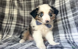 Miniature Australian Shepherd dogs for sale: Skeeter - Image 2
