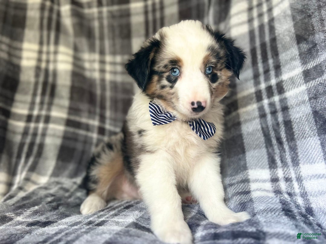 Miniature Australian Shepherd dogs for sale: Skeeter - Image 2