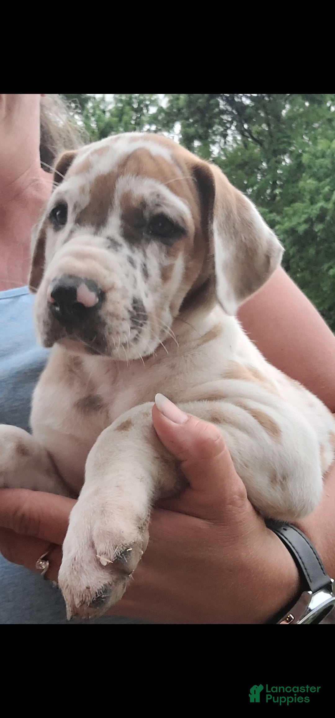 Great Dane dogs for sale: Ginger - Image 3