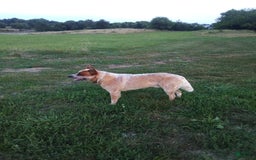 Australian Cattle Dog dogs for sale: Ginger - Image 4