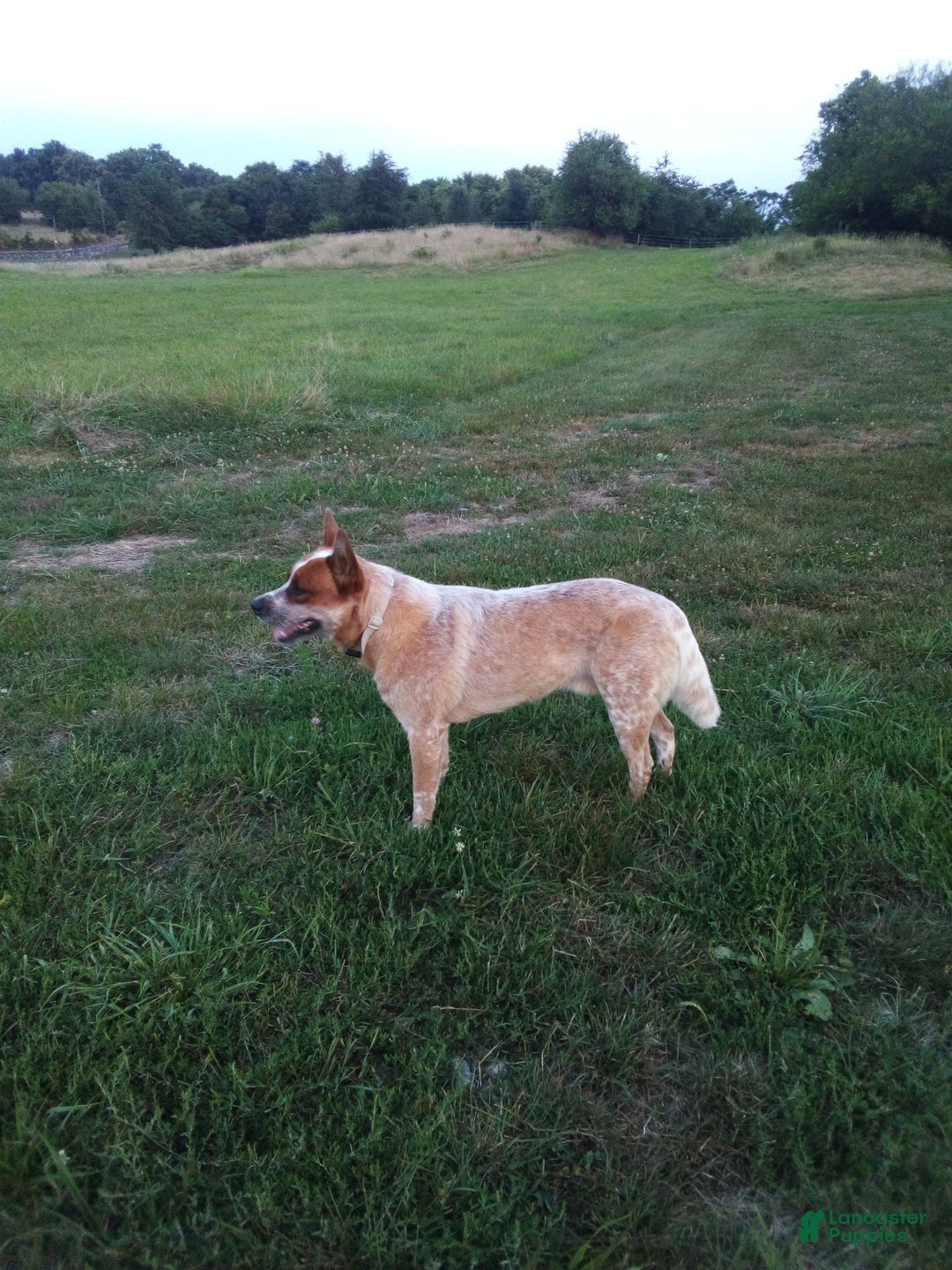 Australian Cattle Dog dogs for sale: Ginger - Image 4