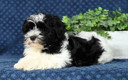 Havapoo dogs for sale: Candace - Image 8