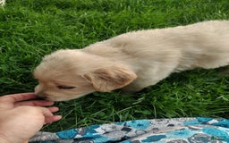 Golden Retriever dogs for sale: Prairie - Image 24