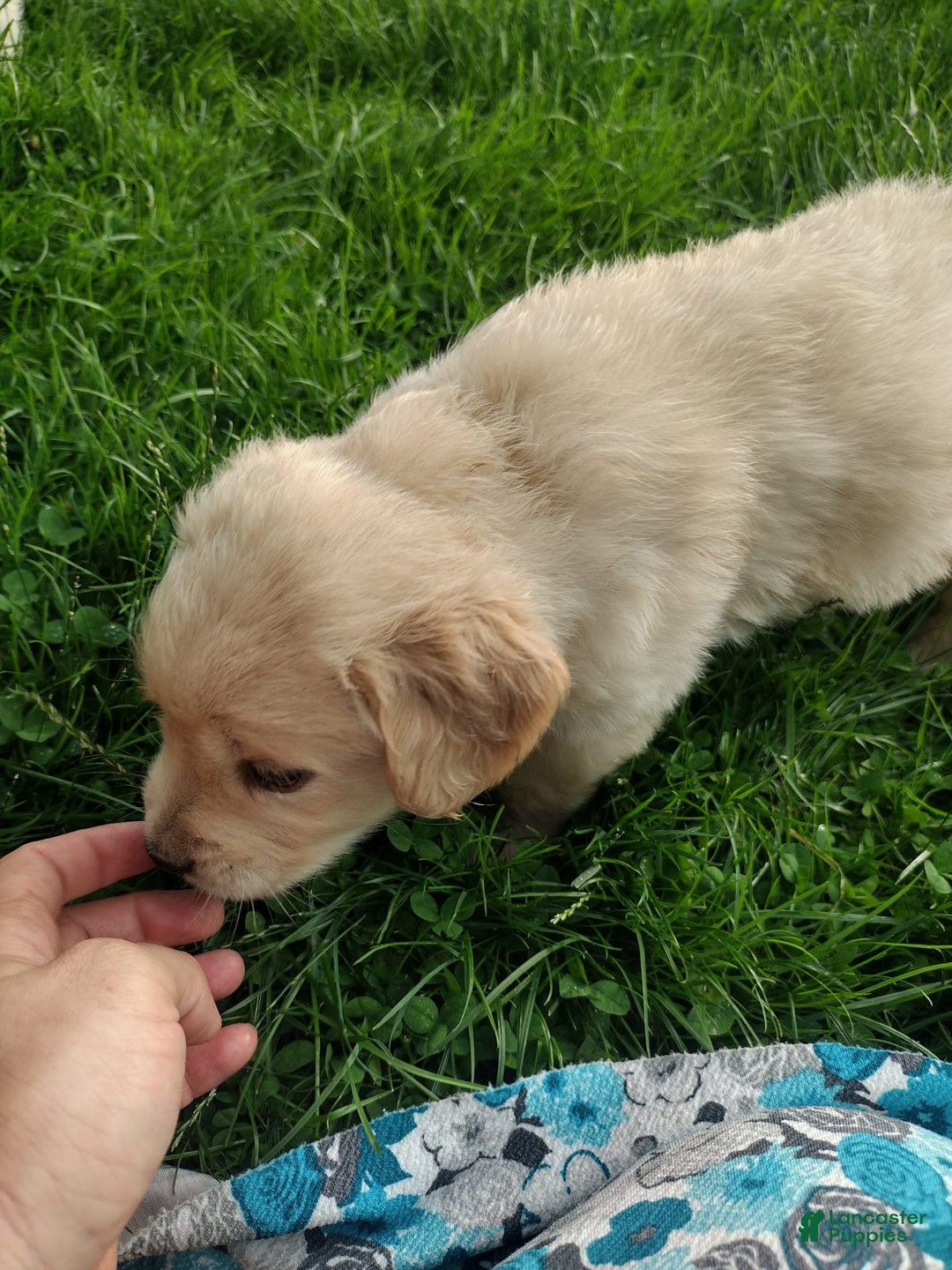 Golden Retriever dogs for sale: Prairie - Image 24